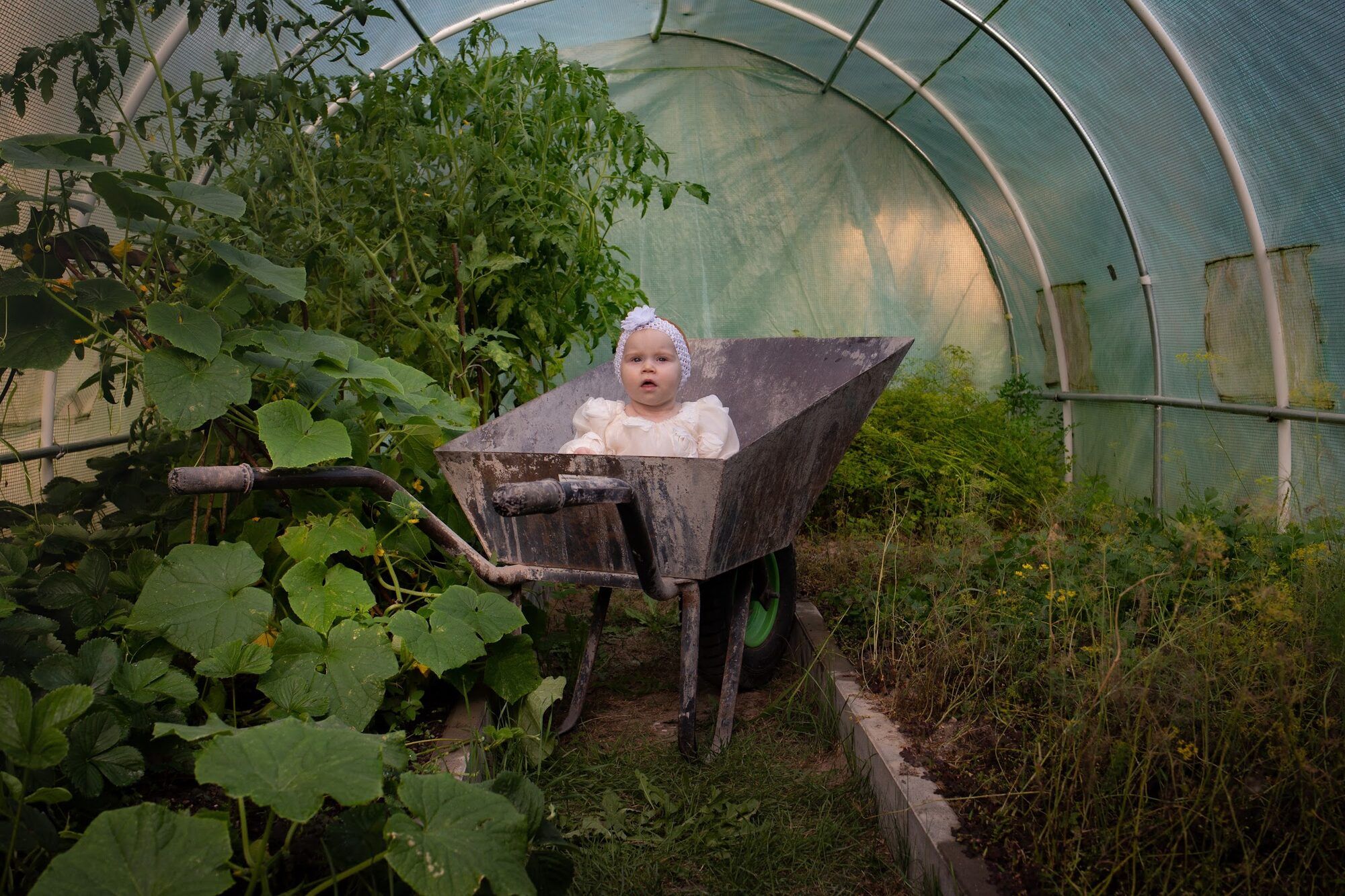 Baby in a wheelbarrow in a polytunnel